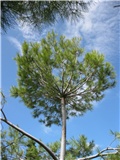 Alepski bor